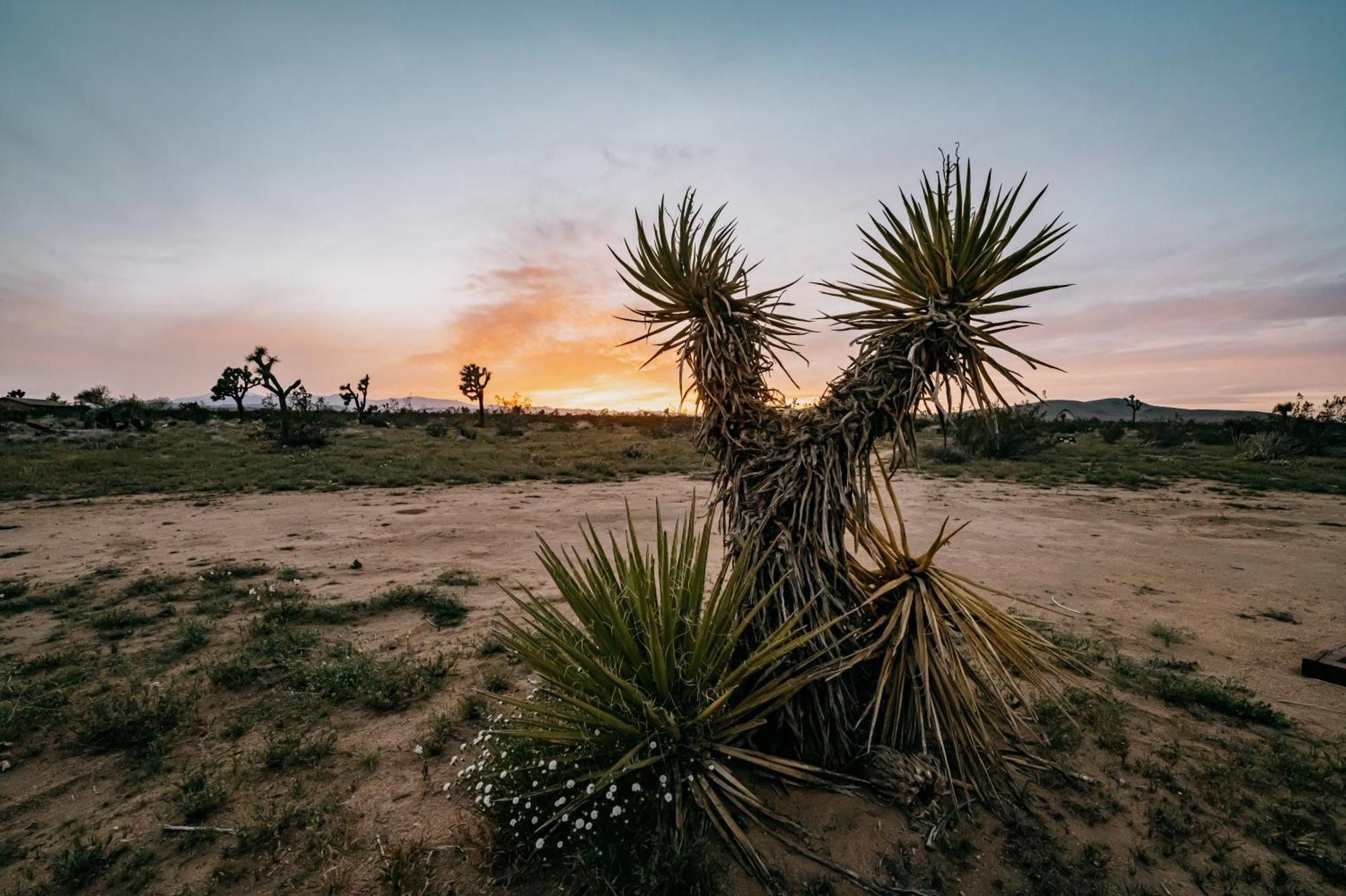 Villa Coyote Tracks - A Modern Desert Experience Joshua Tree Exterior foto
